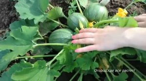 Начало июля. ОГОРОД, ГДЕ ВСЕ РАСТЕТ !.mp4