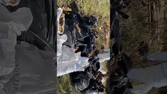 Амазонки, в Ингушетии найдены Амазонки, после обрущение старого склепа. смотреть онлайн