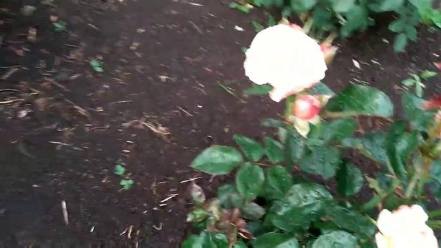 Роза Полька(Polka) Меян 1991 год селекции смотреть онлайн