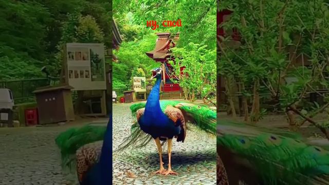 Как поёт павлин смотреть онлайн