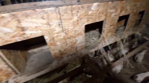 ПОЧЕМУ КУРЫ КЛЮЮТ? ДРУГ ДРУГА ДО КРОВИ?Что делать?Куриный расклев. Причины расклева.Чем лечить.