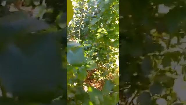 Новая Остинка в моём розарии мистер фэрчайлд смотреть онлайн