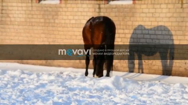 Кембридж(Император-Кабала) р.в Московском к.з 2010 г.р смотреть онлайн