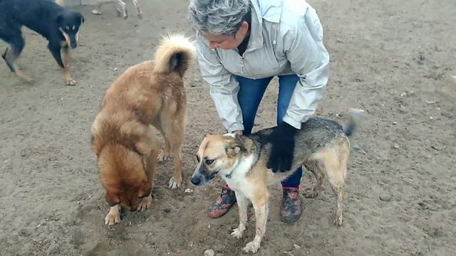 Ксюша, выгул, 14.06.19 Кожуховский приют смотреть онлайн