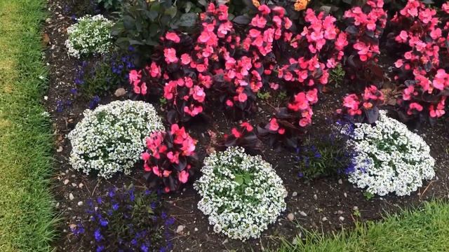 National Park Killarney|waterfall and Muckross house|Travel with Atiq смотреть онлайн