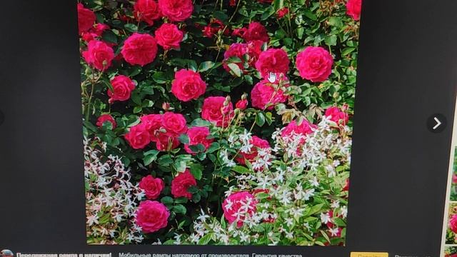 Самая здоровая и надёжная роза Д.Остина в моём саду.?Сэр Джон Бетжемен смотреть онлайн