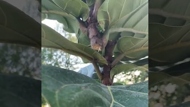 Fiddle Leaf Fig Too Big? How To Cut + Revive An Overgrown Stalk. | Fiddle Leaf Fig Plant Resource смотреть онлайн