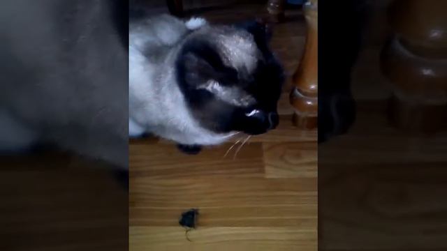 Кошка отморозила уши на морозе! смотреть онлайн