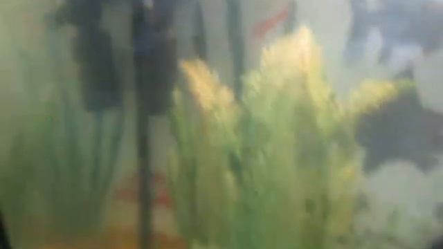 рыба телескоп !