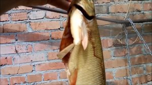 Язь горячего копчения