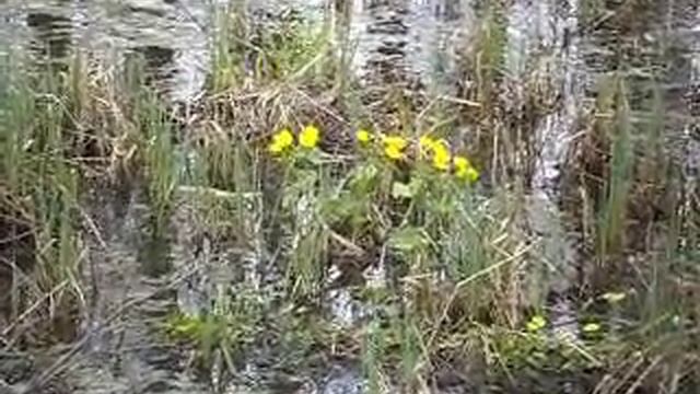 Весенние болотные цветы смотреть онлайн