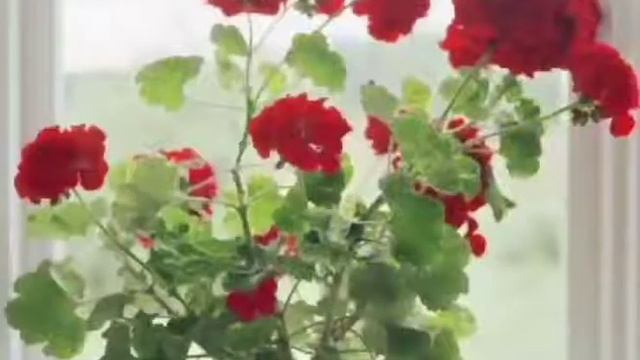 Айлана-чойро сабагы.Тема:Гулдор смотреть онлайн