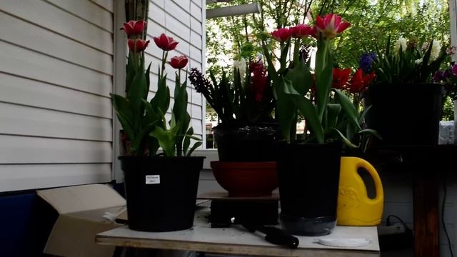 Сад для души в мае! Впервые на канале! смотреть онлайн
