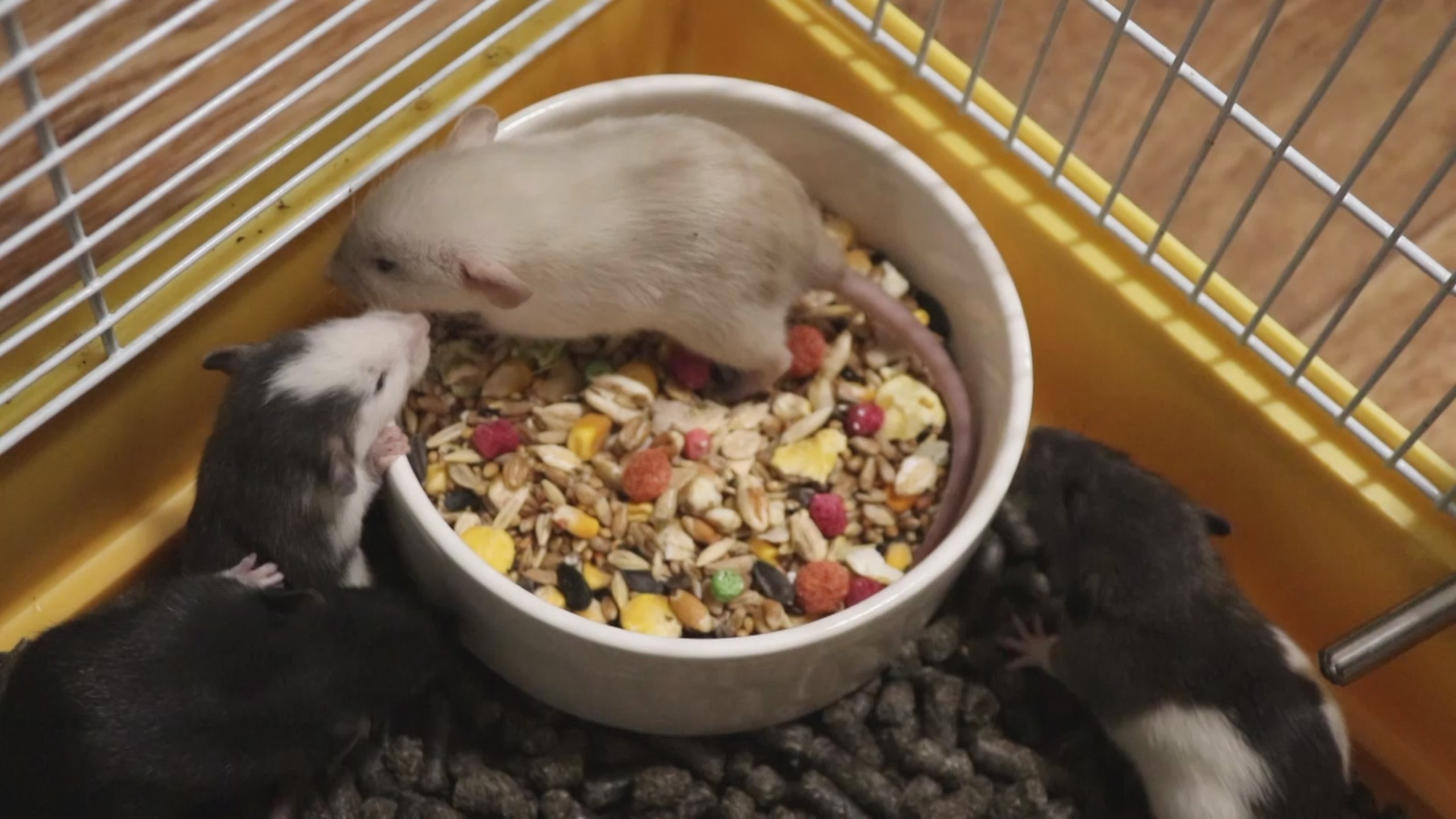 КРЫСЯТА ИГРАЮТСЯ И ВПЕРВЫЕ ПРОБУЮТ САМОСТОЯТЕЛЬНО КУШАТЬ :) смотреть онлайн