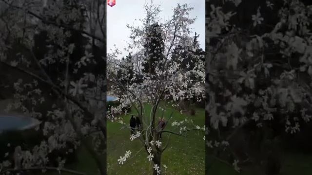 Магнолия КОБУС? Белые, крупные цветы имеют ванильно-цитрусовый аромат #Марияlifestyle #shorts #сочи смотреть онлайн