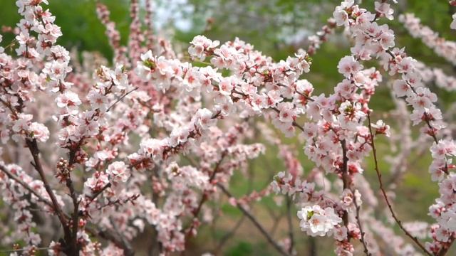 ??РАССЛАБЛЯЮЩАЯ КЛАССИЧЕСКАЯ ФОРТЕПИАННАЯ МУЗЫКА АВЕ МАРИЯ ШУБЕРТ ИНСТРУМЕНТАЛ???? смотреть онлайн