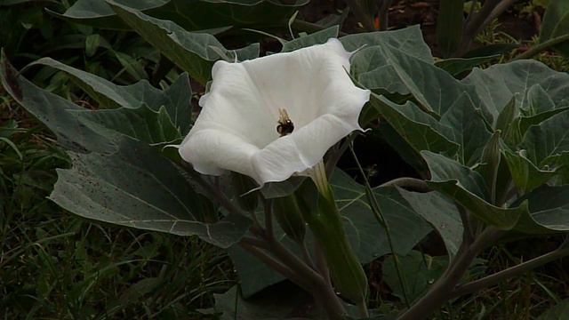 Шмель и Датура. смотреть онлайн