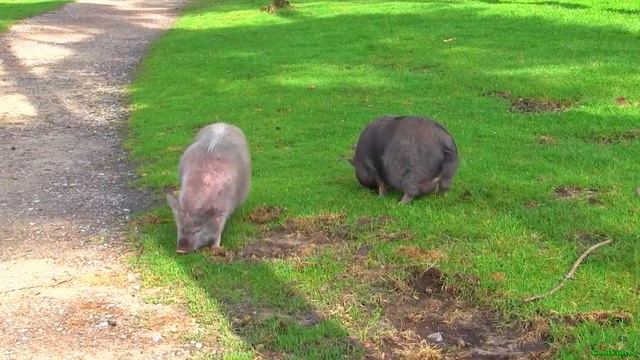 Вьетнамская вислобрюхая свинья смотреть онлайн