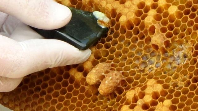 Маточное молочко - Польза и Вред. Полезные свойства маточного молочка. Чем полезно? Свойства