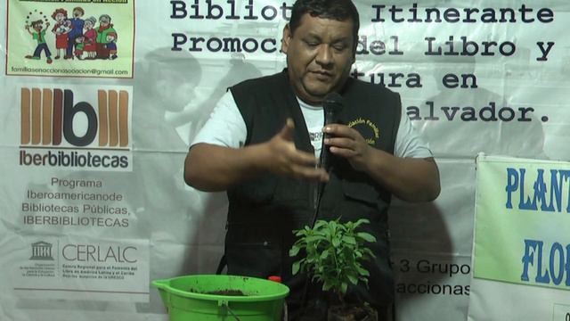 Estevia (Stevia Rebaudiana) Sembrando En Casa
