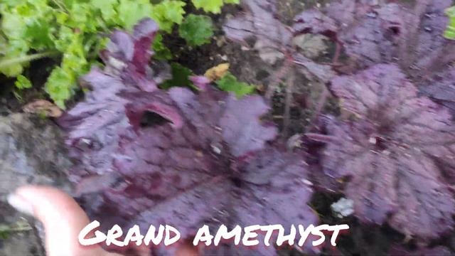 Гейхеры серии Grand...сорт Grand Black и Grand Amethyst осенний окрас листьев