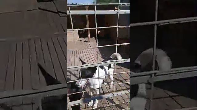 Инициативная Группа Помощников смотреть онлайн