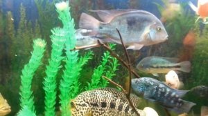 аквариум с американскими цихлидами