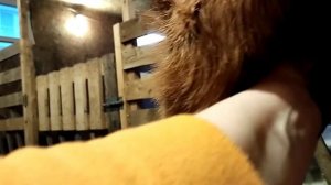 Дойка первокотки