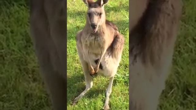 Kangaroo Australia's national animal смотреть онлайн