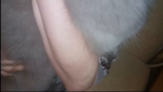 КОШКА ХОЧЕТ КОТА , КАК УСПОКОИТЬ КОШКУ смотреть онлайн