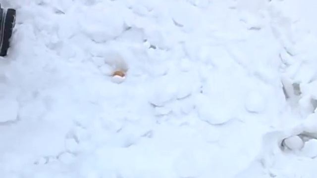 Первый чемпионат "Саратовская Иглу" 2009г. смотреть онлайн