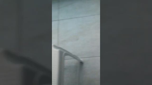 Раскат грома и попугай горошек