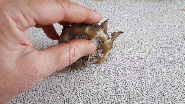 Учебник по Таланту и Творчеству