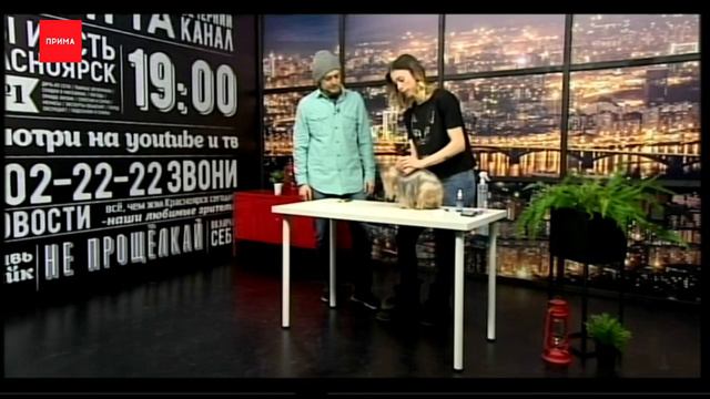 Бесплатное образование: как подстричь когти псу