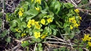 Калужница болотная