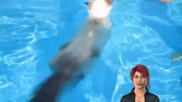 Können Katzen Schwimmen und auch Tauchen? Tolle Katzenvideos mit viel Wasser. смотреть онлайн
