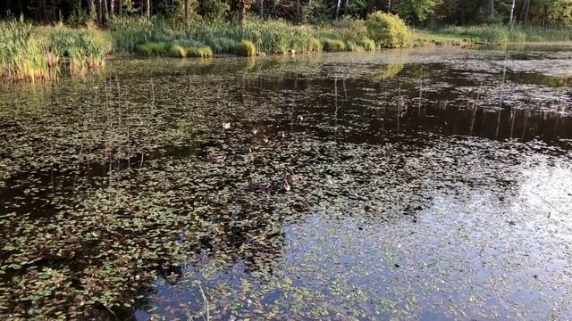 2. Осенняя прогулка с таксой 🍂 смотреть онлайн