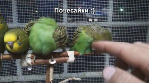 Волнистые попугаи, птенцы.