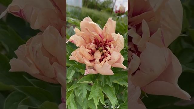 Oochigeas|Peony|Пион Учигеас|Цветение пионов|Редкие пионы|Сортовые пионы|ИТО пионы|Пионы почтой