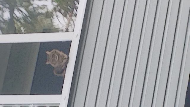 кот кайфует смотреть онлайн