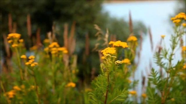 Моё родное Подмосковье смотреть онлайн