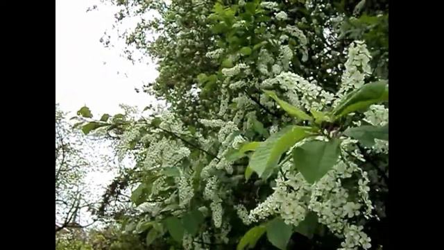 Fausto Papetti_Petite Fleur смотреть онлайн