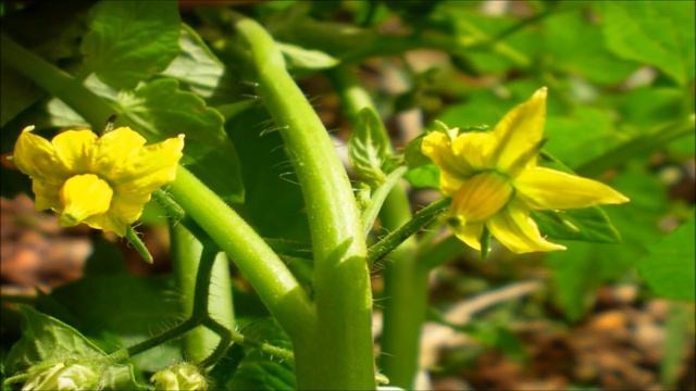 The Dangerous History of Tomatoes смотреть онлайн