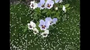 Неприхотливый газон из цветущей мшанки шиловидной или ирландского мха