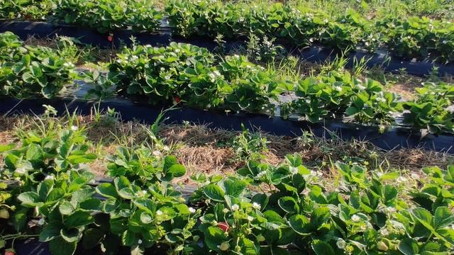 Сорт Мурано - конец июля продажа ягод продолжается смотреть онлайн