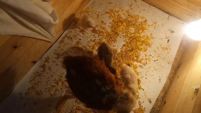 Цесарки цыплята котята смотреть онлайн