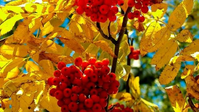 МОЯ ЛЮБИМАЯ ? ДМИТРИЙ КОРОЛЁВ ? ОЧЕНЬ КРАСИВАЯ ПЕСНЯ! ? смотреть онлайн