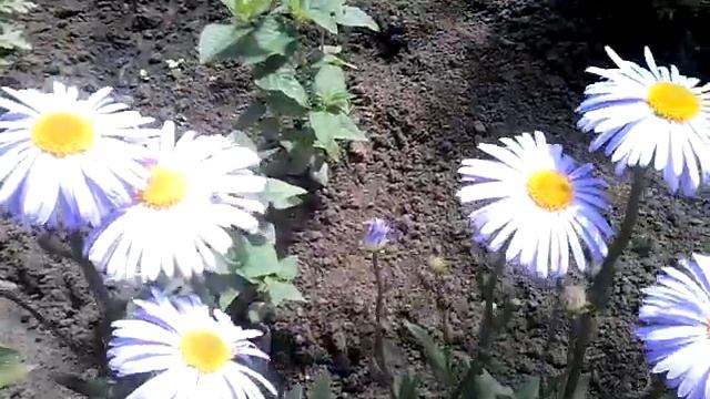 В моём саду цветёт жасмин , ромашки , васильки, созревает земляника. смотреть онлайн