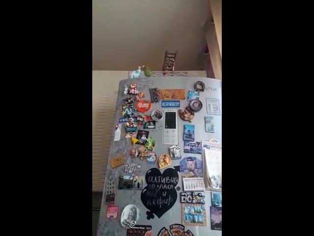 Попугайчики.Весна пришла :)) смотреть онлайн