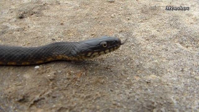 Гадюка или уж? Садове, Херсонская область смотреть онлайн